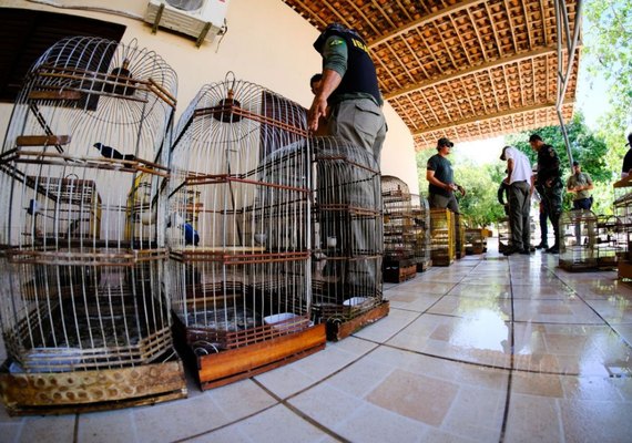 FPI do São Francisco recupera 100 animais silvestres que eram mantidos em cativeiro