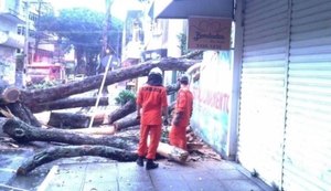 Corpo de Bombeiros diz como deve ser acionamento para ocorrências com árvores