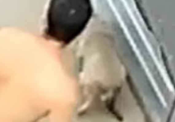 Polícia Civil procura homem que agrediu cachorro a chineladas em Capela