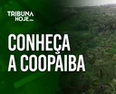 A cooperativa que mudou o destino da produção de coco no litoral sul de Alagoas
