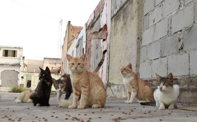 Protetores de animais querem criação de abrigo no Pinheiro