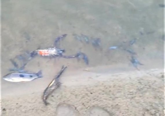Crime ambiental em Arapiraca: veneno mata peixes e crustáceos no Rio Poção