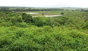 Estado de Alagoas inicia cultivo de camarão marinho em cativeiro