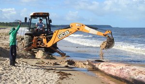 Baleia que encalhou na Barra de Santo Antônio será enterrada em praia