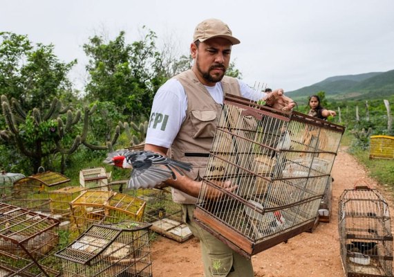 FPI do São Francisco devolve 114 animais silvestres à natureza