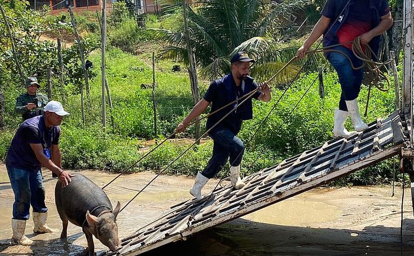 Fiscalização recolhe porcos criados em condições insalubres em Riacho Doce