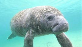 Aprovado em 1º turno projeto que institui o Dia Estadual de Conscientização e Preservação do Peixe-Boi