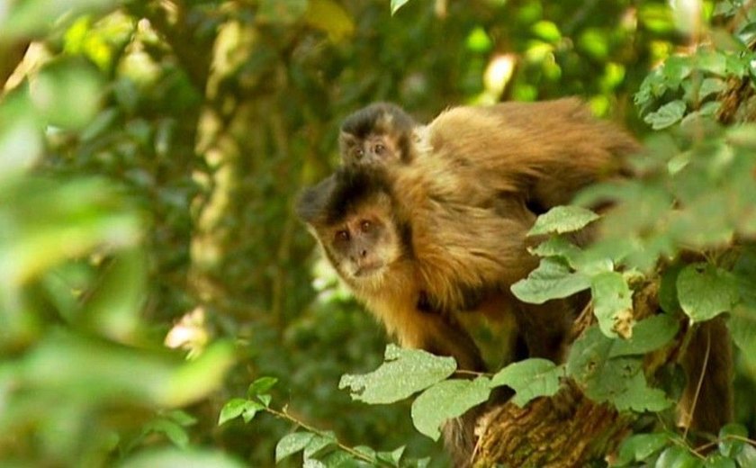 Dois macacos são encontrados mortos em Guarulhos e vacinação contra febre amarela é intensificada