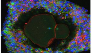 Cientistas desenvolvem óvulos humanos em laboratório até a maturidade