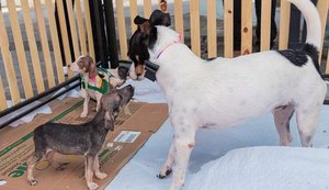 Dez animais ganham lar em Feira de Adoção do Shopping Pátio