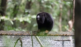 Guaribas-de-mãos-ruivas ganham liberdade em reserva ambiental de Coruripe