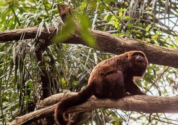 Morte de macacos confirma febre amarela como endêmica em SP