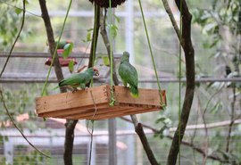 Papagaios Chauás serão transferidos para viveiro de aclimatação em reserva ambiental na região do Rio Niquim