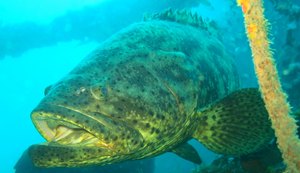 Alagoas registra primeira agregação de peixes mero