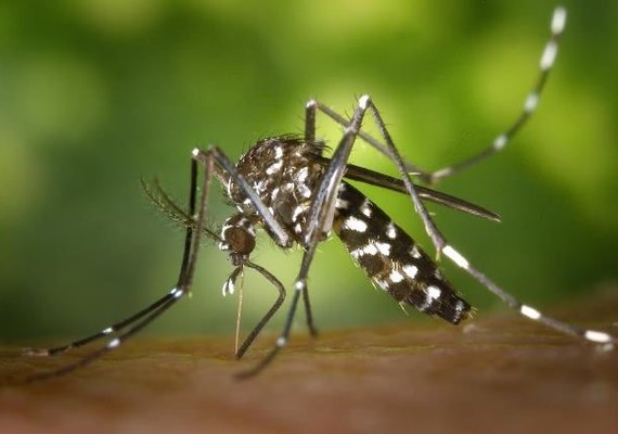 Médicos 'imploram' para ajuda no combate ao mosquito Aedes aegypti