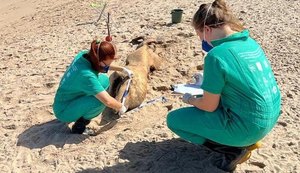 Alagoas registra 168 encalhes de animais marinhos em cinco meses