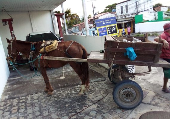 Jovem é preso por maus-tratos a um cavalo no Jacintinho