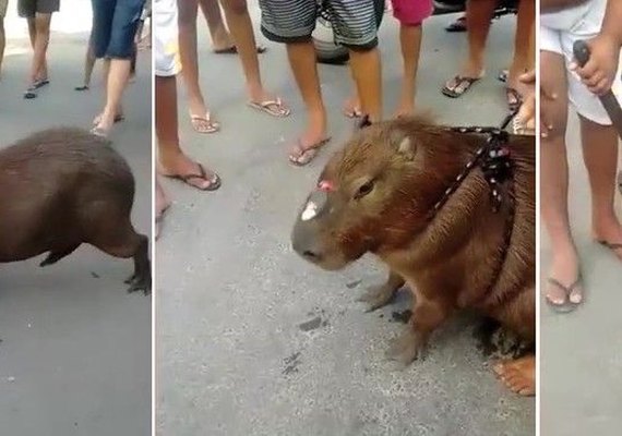 Polícia identifica suspeitos de matar capivara para fazer churrasco