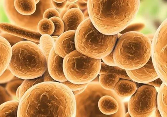 Como é o fungo mortal que tem se espalhado em hospitais da Europa