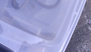 Bombeiros resgatam cobra em unidade de saúde de Campo Alegre