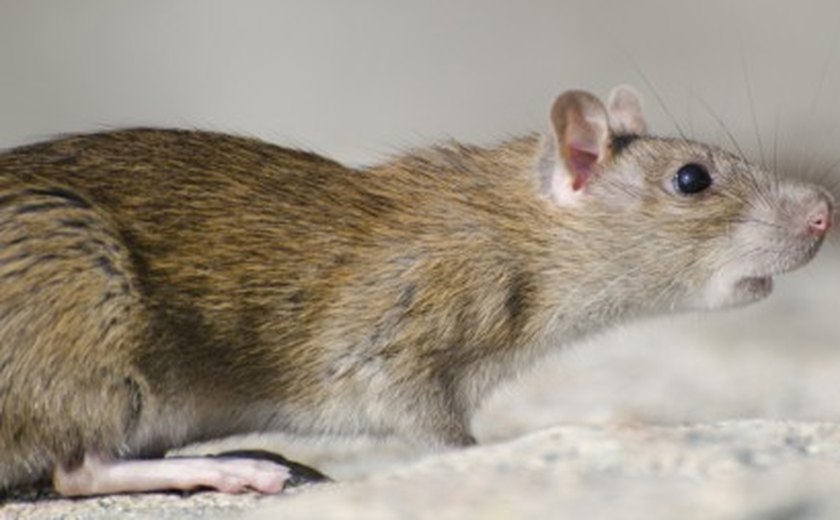 Ocitocina sintética pode prevenir ansiedade causada por estresse social, aponta estudo em modelo animal