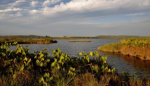Conheça a APA Marituba do Peixe: área de proteção conhecida como pantanal alagoano