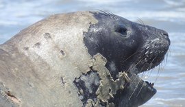 Vídeo mostra banhista tentando interagir com elefante-marinho em praia de Alagoas