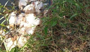 Crime ambiental provoca mortandade de peixes no rio Jacuípe