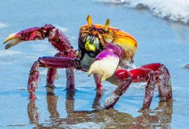 Defeso do Caranguejo-uçá começa no próximo domingo em Alagoas