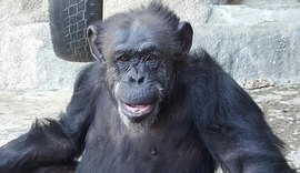 Chimpanzé libertada por habeas corpus chega a Santuário de Sorocaba