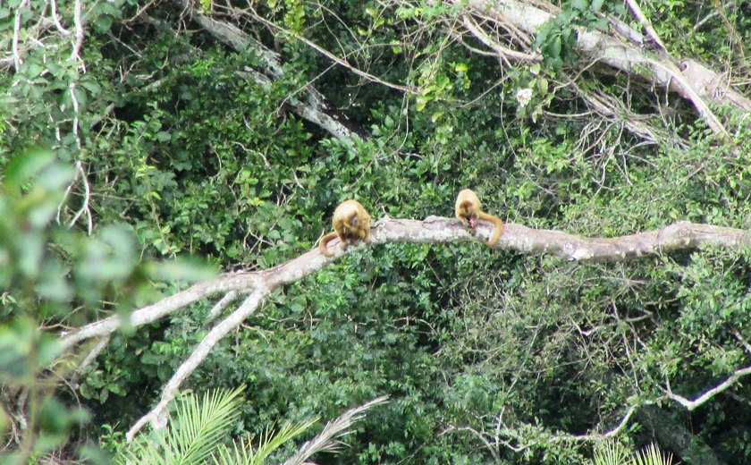 IMA registra espécie de macaco ameaçada de extinção em unidade de conservação