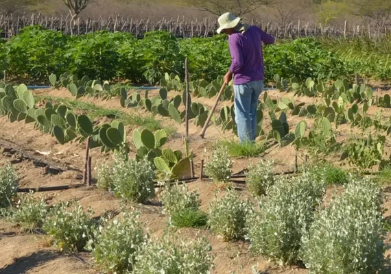 Estudo mostra ganhos necessários para vida digna em áreas do semiárido