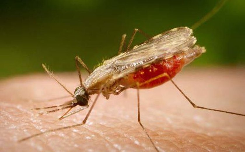 Cientistas eliminam população de mosquito vetor da malária com edição genética