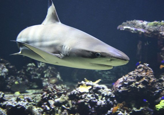 Tubarões em Alagoas: animais em extinção encontram equilíbrio ecológico no Estado 