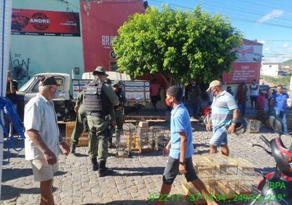 BPA apreende 92 aves silvestres em feiras livres de Maceió e outros cinco municípios