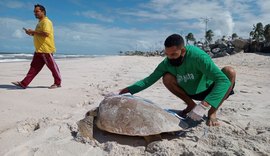 Biota demarca área de desova de tartaruga da espécie cabeçuda