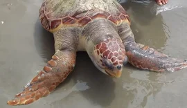 Tartaruga é encontrada morta com pedaços de óleo colados em praia de Alagoas