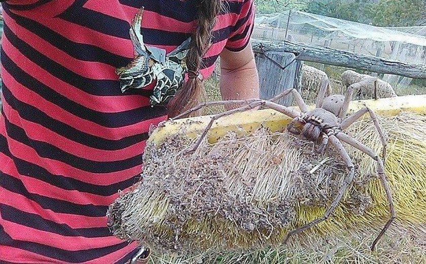 Aranha gigante é avistada em fazenda na Austrália