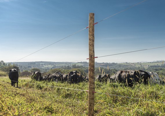 Alagoas: destaque na pecuária nordestina com inovação e tradição para elevar produtividade