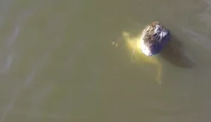 Vídeo: Jacaré salta e abocanha drone de R$ 7 mil em pleno voo