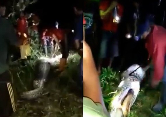 Corpo de indonésio é encontrado dentro de cobra de sete metros