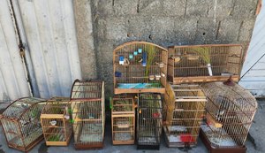 Polícia Militar resgata mais de 100 aves silvestres durante operação no Litoral Sul de Alagoas