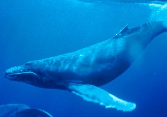 'Baleia Azul': PF faz alerta a pais sobre jogo que tem levado a suicídio