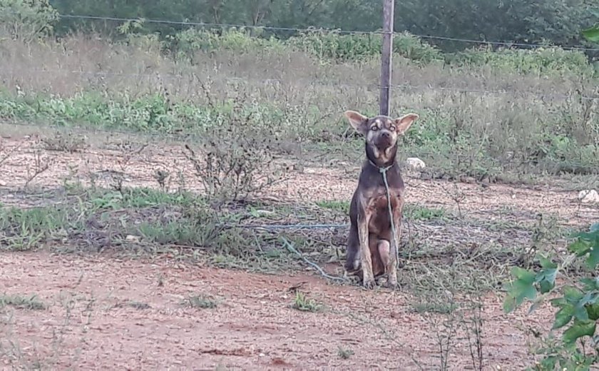 Cão passa mais de um dia amarrado e abandonado no Lago da Perucaba, em Arapiraca