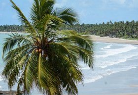 'A gente não tem mais orla, a gente tem ponto de visita': a Rota dos Milagres e a espoliação silenciosa no litoral norte de Alagoas