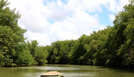 Manguezais de Alagoas abrigam 8,2 milhões de toneladas  de carbono azul