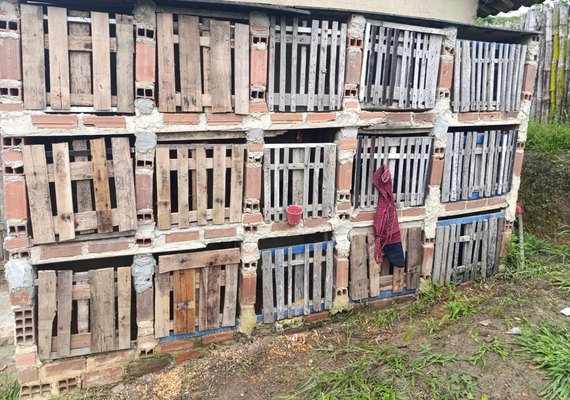 PM flagra rinha e apreende 23 galos que sofriam maus-tratos em Joaquim Gomes