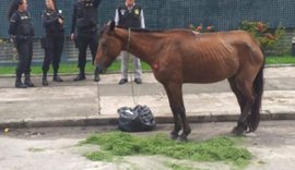 Égua é chicoteada violentamente, para por exaustão e é abandonada pelo dono na Ponta Verde