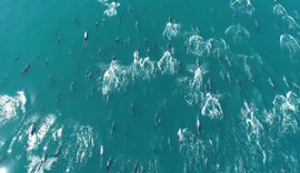 Grupo de mais de 500 golfinhos é visto no mar da praia de Copacabana