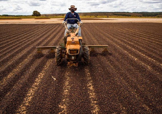 Cooperativas usam inteligência artificial na classificação do café